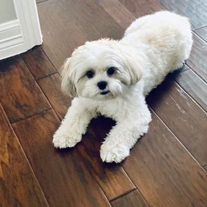 Meet your Posher, Selma